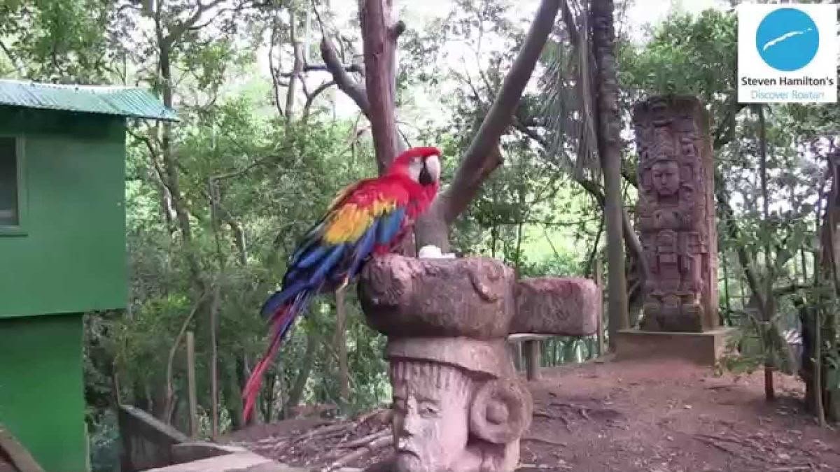 Paquete Roatán Island Tour+Mayan Jungle Monkey & Sloth+Rum & Chocolate Factory